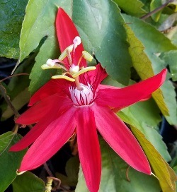 Scarlet Flame Passion Flower, Passionvine, Passiflora 'Scarlet Flame'